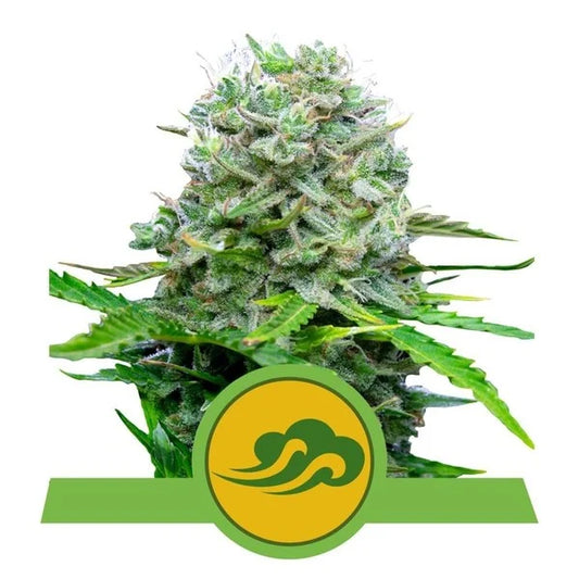 ROYAL QUEEN SEEDS - ROYAL BLUEMATIC AUTO