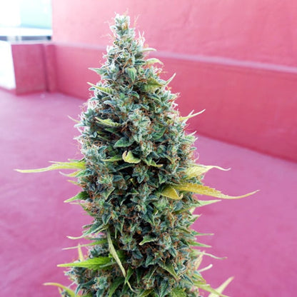 ROYAL QUEEN SEEDS - ROYAL BLUEMATIC AUTO