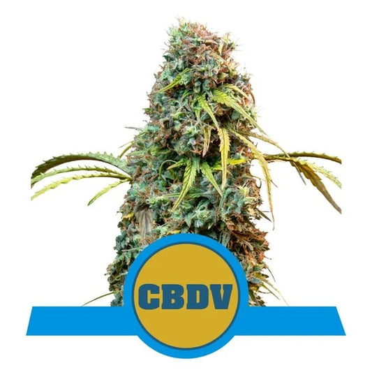 ROYAL QUEEN SEEDS - ROYAL CBDV AUTO