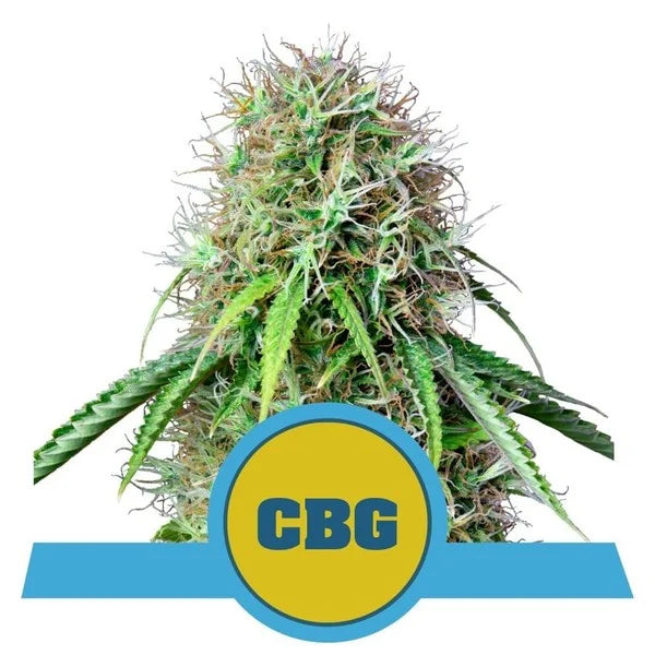 ROYAL QUEEN SEEDS - ROYAL CBG AUTO