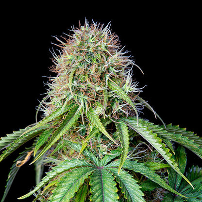 ROYAL QUEEN SEEDS - ROYAL CBG AUTO