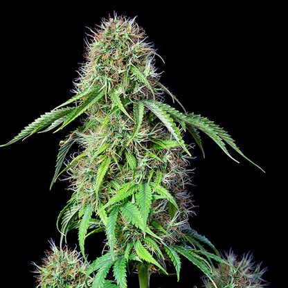 ROYAL QUEEN SEEDS - ROYAL CBG AUTO