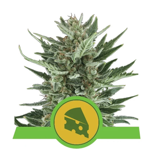 ROYAL QUEEN SEEDS - ROYAL CHEESE AUTO