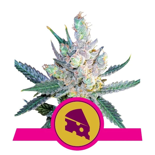 ROYAL QUEEN SEEDS - ROYAL CHEESE FAST FEMMINIZZATA