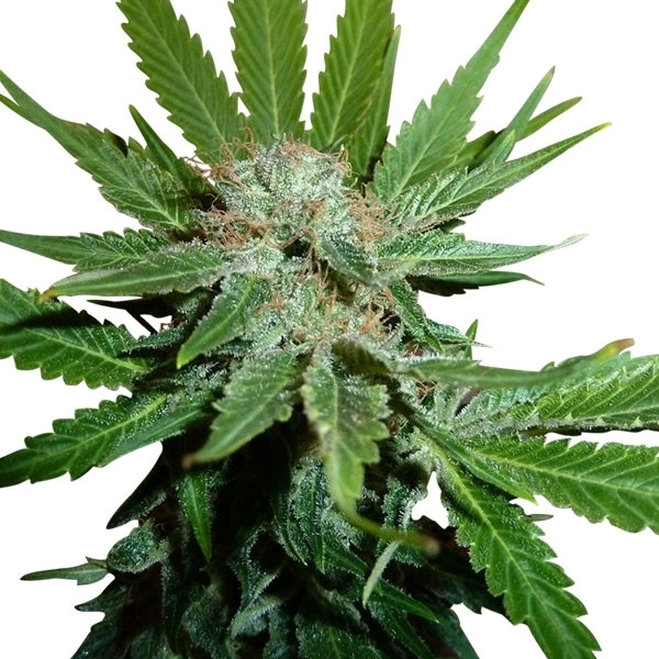 ROYAL QUEEN SEEDS - ROYAL CHEESE FAST FEMMINIZZATA