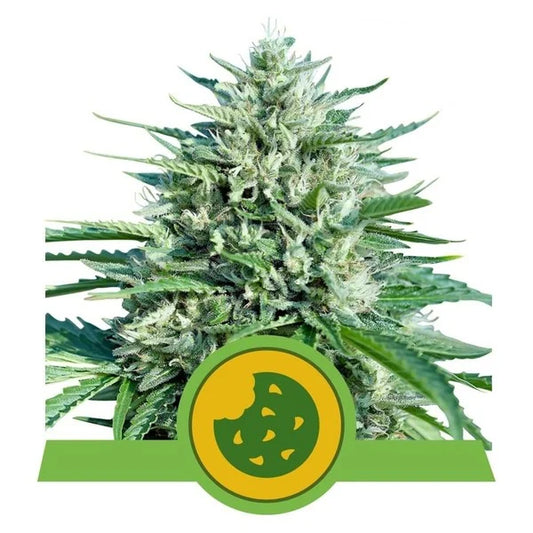 ROYAL QUEEN SEEDS - ROYAL COOKIES AUTO