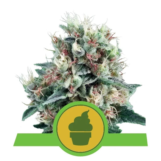 ROYAL QUEEN SEEDS - ROYAL CREAMATIC AUTO