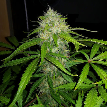 ROYAL QUEEN SEEDS - ROYAL DWARF AUTO