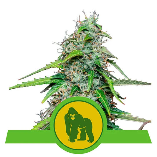 ROYAL QUEEN SEEDS - ROYAL GORILLA AUTO
