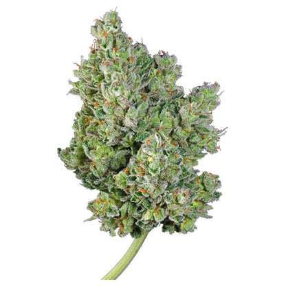 ROYAL QUEEN SEEDS - ROYAL GORILLA AUTO