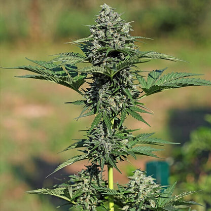 ROYAL QUEEN SEEDS - ROYAL GORILLA AUTO