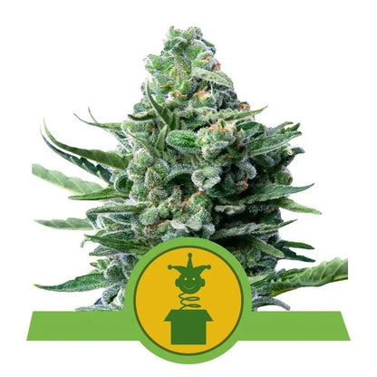 ROYAL QUEEN SEEDS - ROYAL JACK AUTO