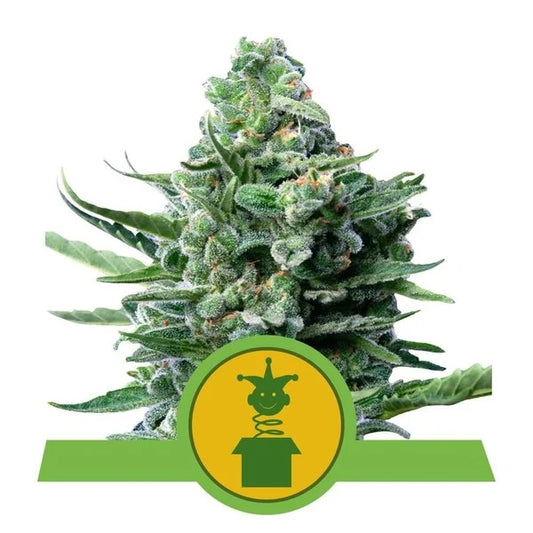ROYAL QUEEN SEEDS - ROYAL JACK AUTO
