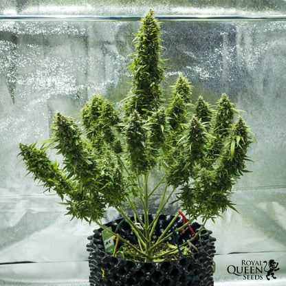 ROYAL QUEEN SEEDS - ROYAL JACK AUTO