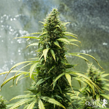 ROYAL QUEEN SEEDS - ROYAL JACK AUTO