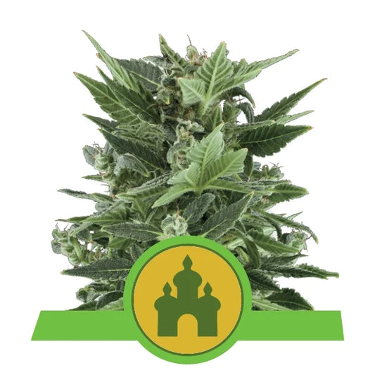 ROYAL QUEEN SEEDS - ROYAL KUSH AUTO