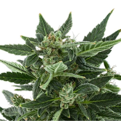 ROYAL QUEEN SEEDS - ROYAL KUSH AUTO