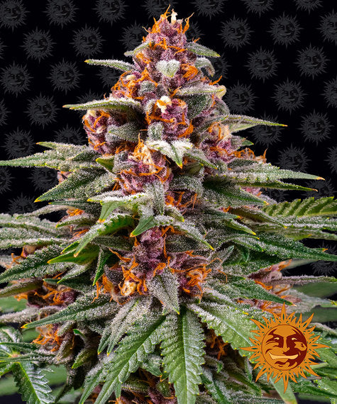 BARNEY'S FARM - RUNTZ AUTO