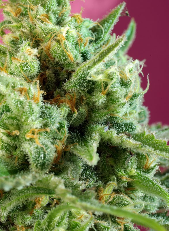 SWEET SEEDS - S.A.D. SWEET AFGHANI DELICIOUS CBD