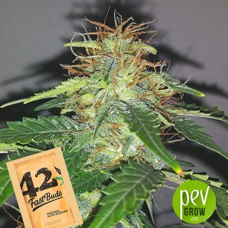 FAST BUDS - RUSSIAN AUTO