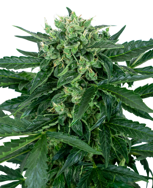 SENSI SEEDS - SENSI AMNESIA AUTO - RESEARCH