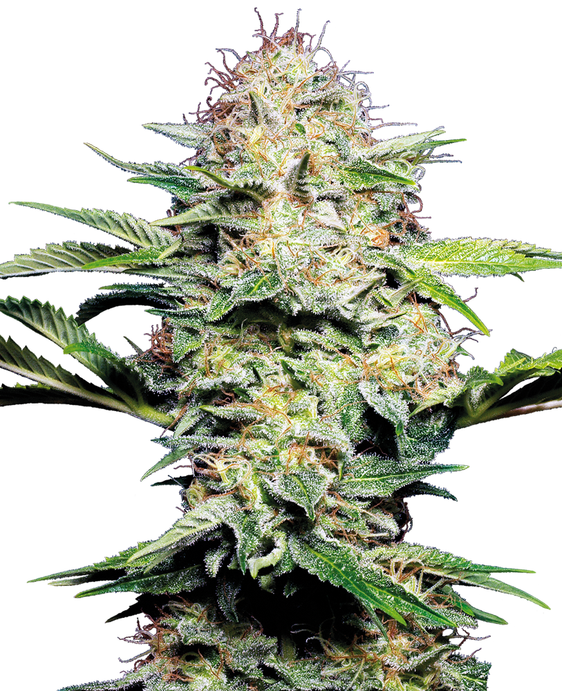 SENSI SEEDS - SENSI SKUNK AUTOMATICA