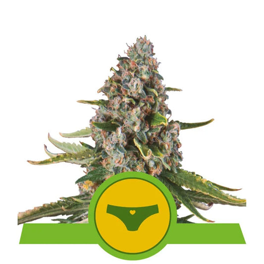 ROYAL QUEEN SEEDS - SHERBET QUEEN AUTO