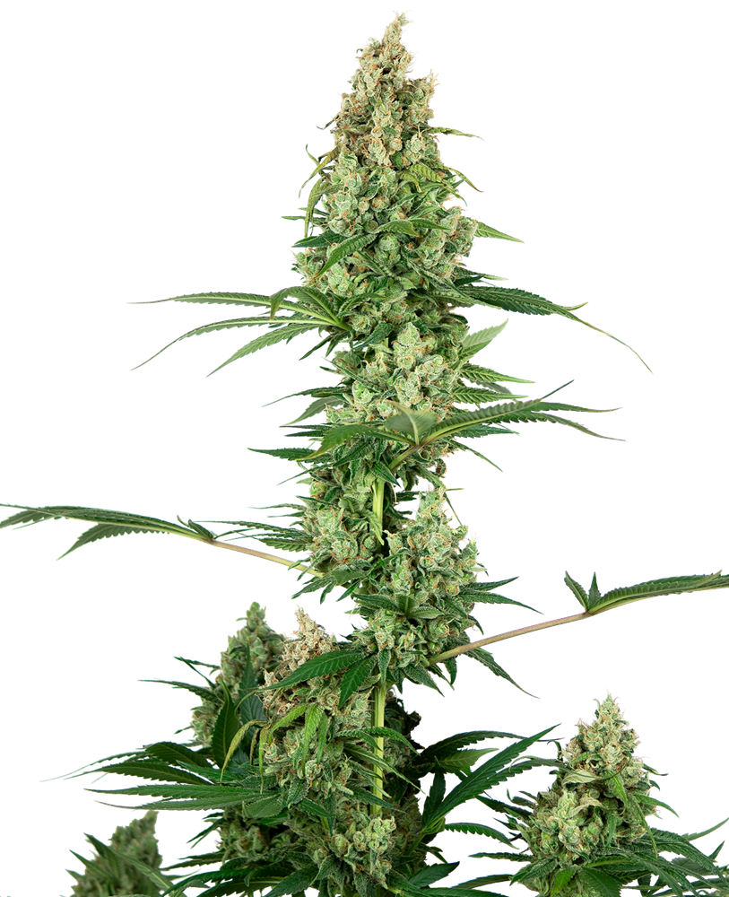 SENSI SEEDS - SILVER FIRE