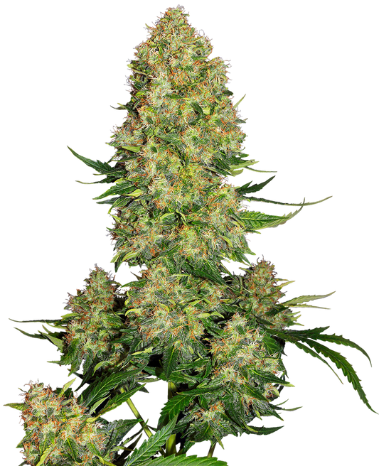 SENSI SEEDS - SKUNK #1 AUTOMATICA