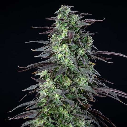 ROYAL QUEEN SEEDS - SKUNK XL