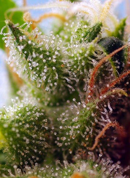 SWEET SEEDS - SKYWALKER OG RUNTZ XL AUTO
