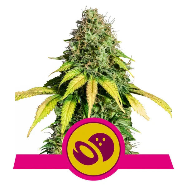 ROYAL QUEEN SEEDS - SOMANGO XL