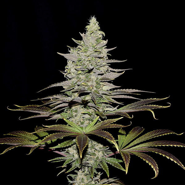 ROYAL QUEEN SEEDS - SOMANGO XL