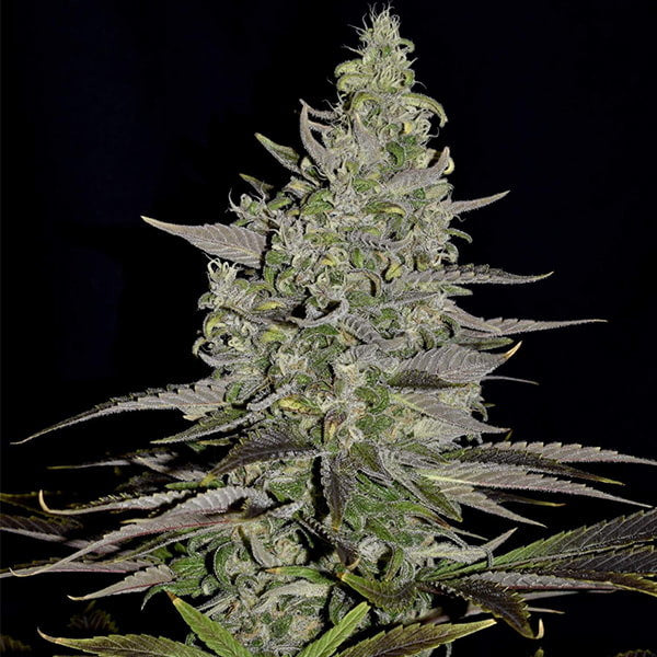 ROYAL QUEEN SEEDS - SOMANGO XL