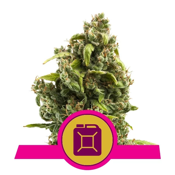 ROYAL QUEEN SEEDS - SOUR DIESEL