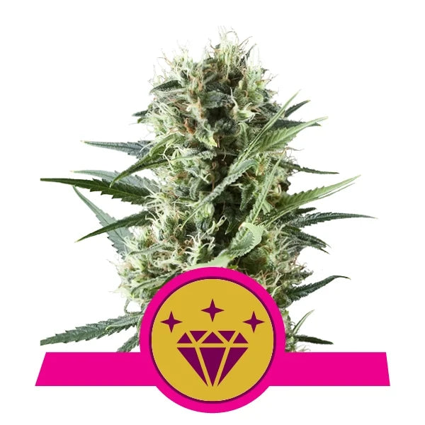 ROYAL QUEEN SEEDS - SPECIAL KUSH #1