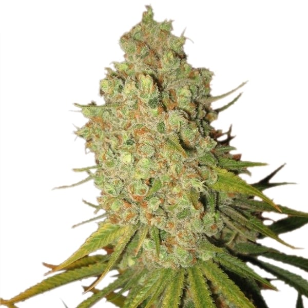 ROYAL QUEEN SEEDS - SPECIAL KUSH #1