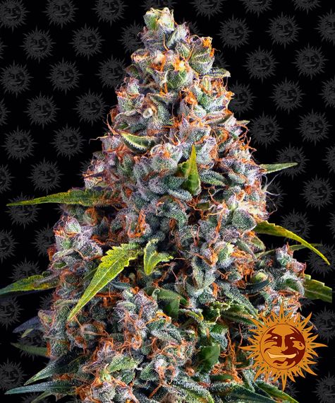 BARNEY'S FARM - STRAWBERRY CHEESECAKE AUTO