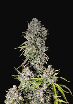 FAST BUDS - STRAWBERRY GORILLA AUTO