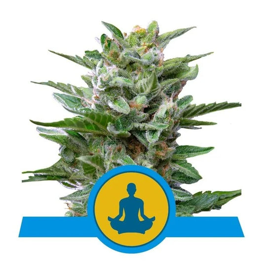 ROYAL QUEEN SEEDS - STRESS KILLER AUTO CBD
