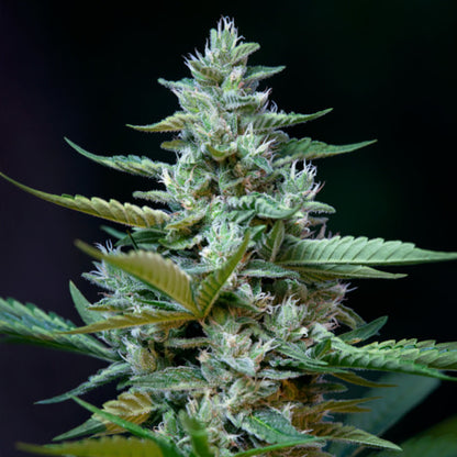 ROYAL QUEEN SEEDS - STRESS KILLER AUTO CBD