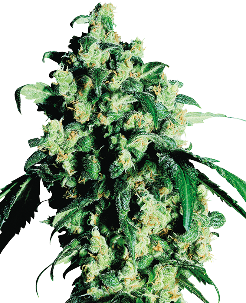 SENSI SEEDS - SUPER SKUNK FEMMINIZZATA