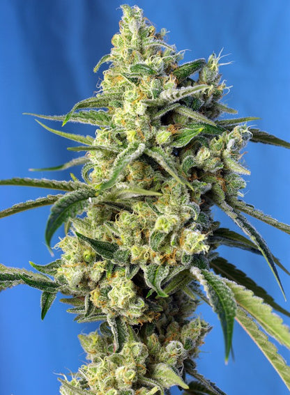 SWEET SEEDS - SWEET AMNESIA HAZE