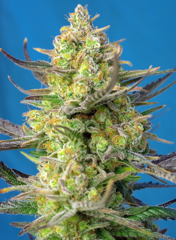 SWEET SEEDS - SWEET CHEESE XL AUTO