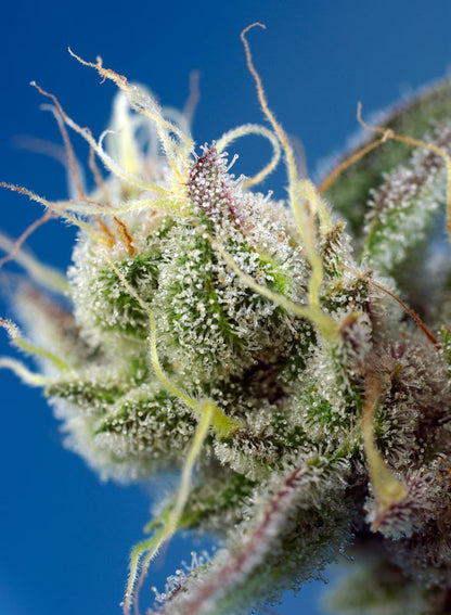 SWEET SEEDS - SWEET CHEESE XL AUTO
