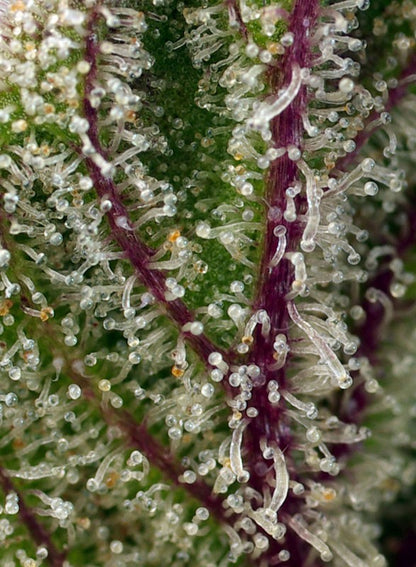 SWEET SEEDS - SWEET CHEESE XL AUTO