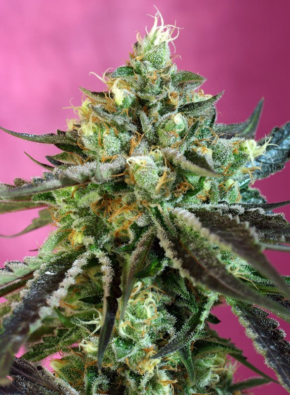 SWEET SEEDS - SWEET NURSE AUTO CBD