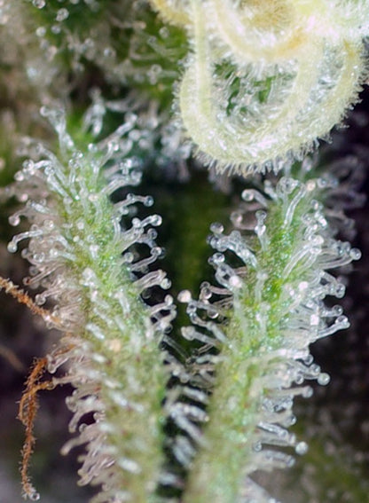 SWEET SEEDS - SWEET NURSE AUTO CBD