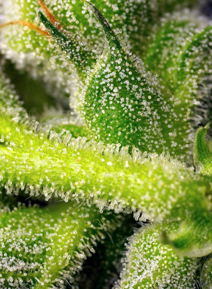 SWEET SEEDS - SWEET PURE AUTO CBD