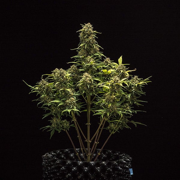 ROYAL QUEEN SEEDS - SWEET SKUNK AUTO